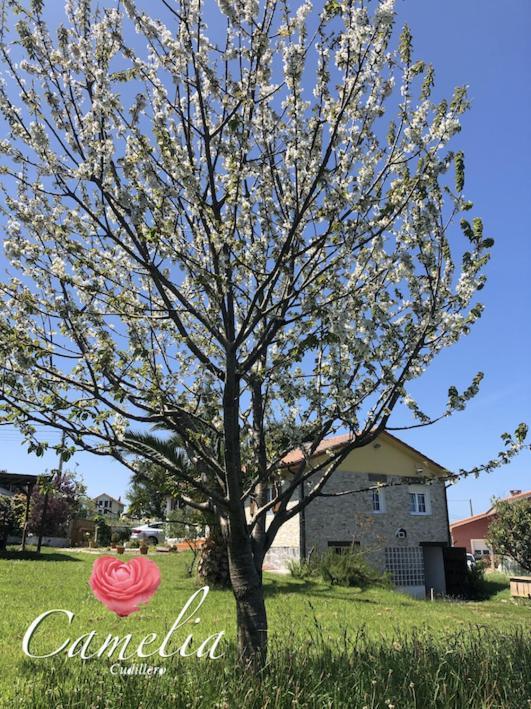 Albuerne Camelia Casina Rural 빌라 외부 사진