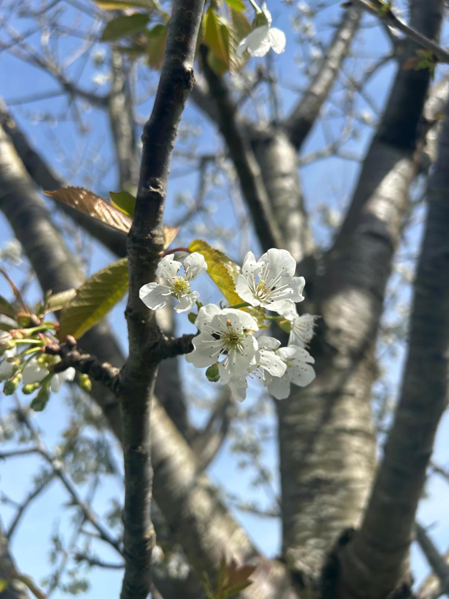 Albuerne Camelia Casina Rural 빌라 외부 사진